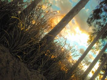 Low angle view of trees against sky during sunset