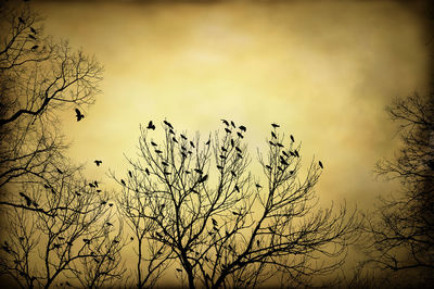 Silhouette of bare tree against sky at sunset