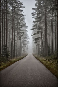 Empty road amidst trees in forest