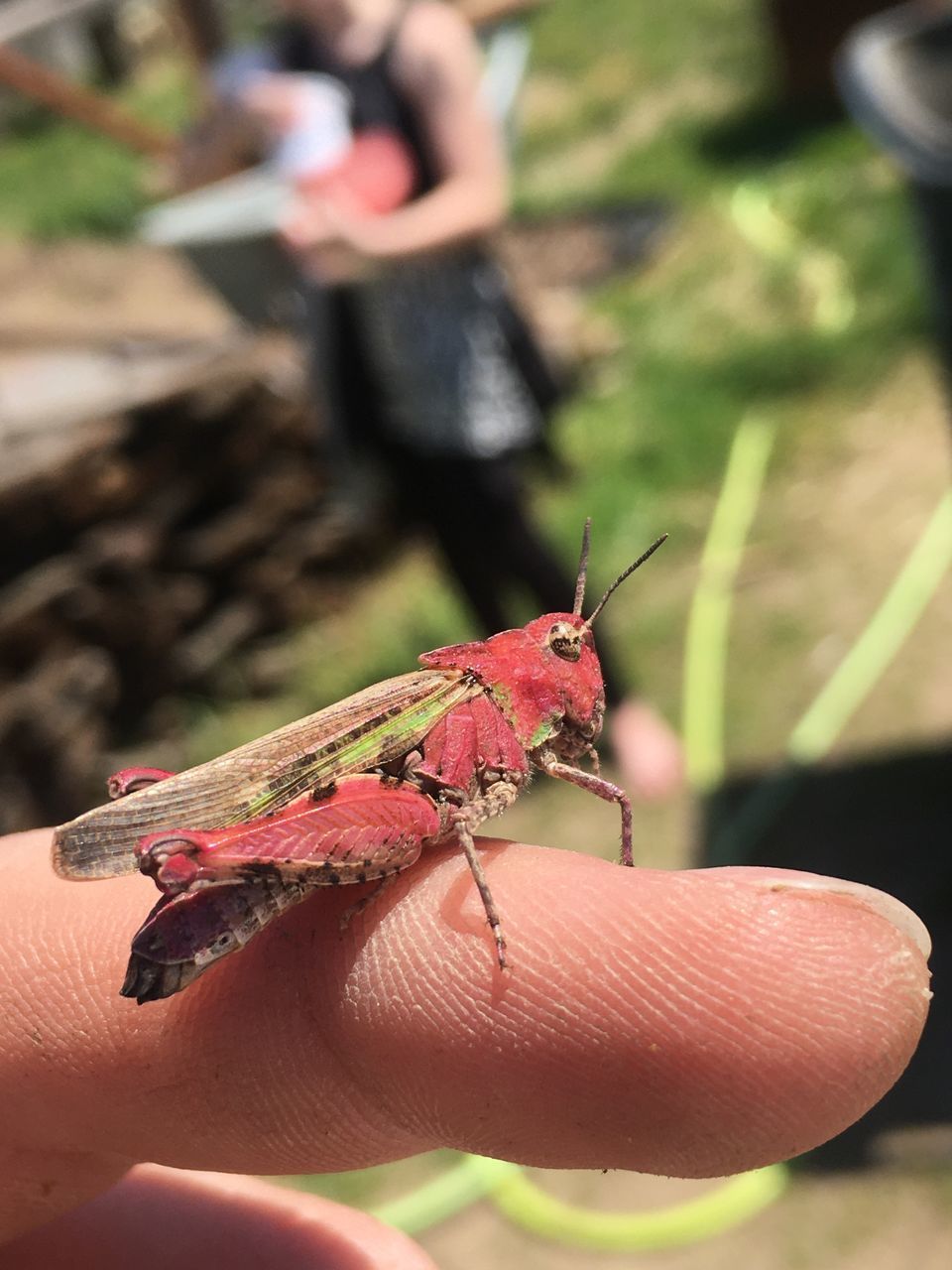 CLOSE-UP OF INSECT ON HAND