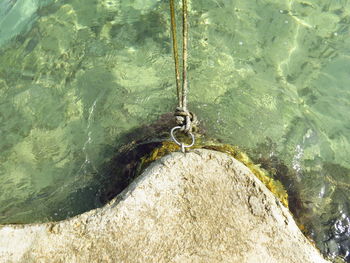 High angle view of snake on rock by sea