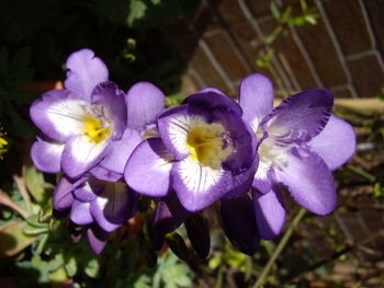 Close-up of purple flowers blooming outdoors