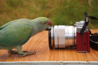 Close-up of parrot perching on table