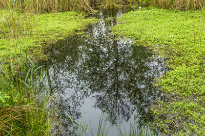Plants growing in water
