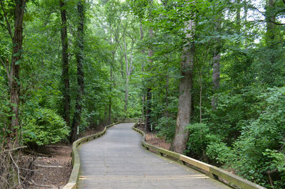 Walkway amidst trees in forest