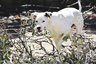 Portrait of white dog on field