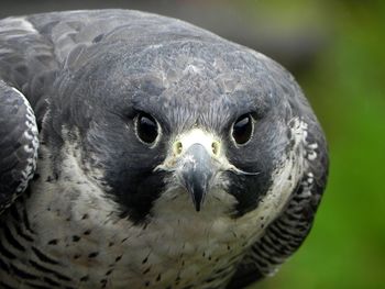 Close-up portrait of eagle