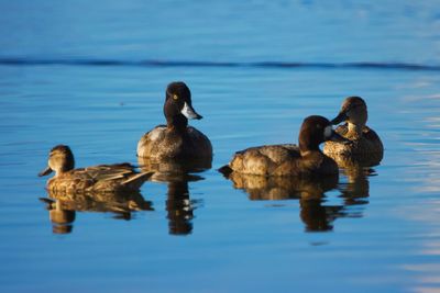 Duck swimming in lake