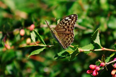 Close-up of butterfly perching on plant