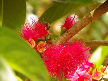 Close-up of pink flowers