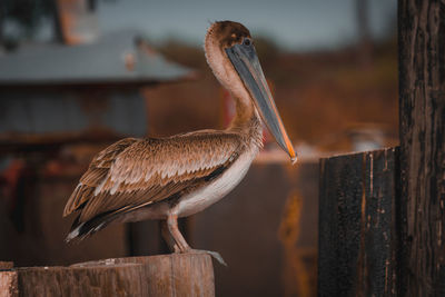 Close-up of pelican