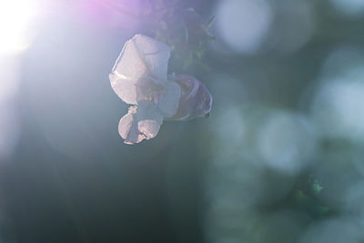 Close-up of pink flowering plant