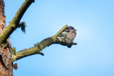 Low angle view of bird perching on branch against blue sky