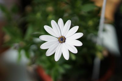 Close-up of white flower blooming outdoors