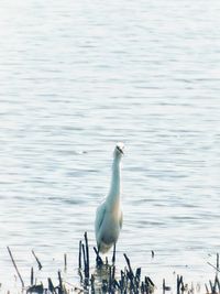 Heron on a lake