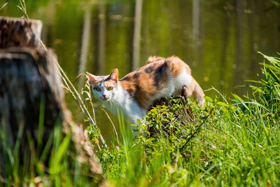 View of a cat on field