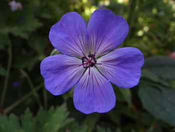Close-up of purple flowering plant