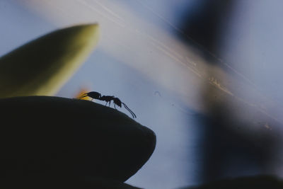 Close-up of a bird flying