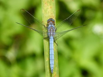 Close-up of dragonfly on leaf