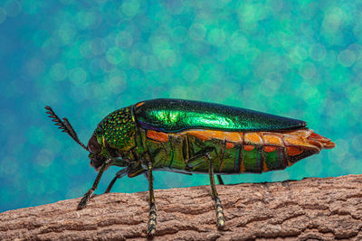 Close-up of insect on wood