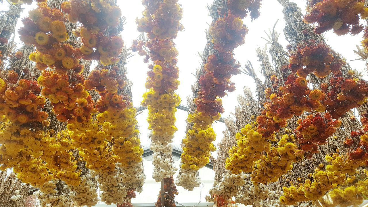 CLOSE-UP OF TREES AGAINST SKY