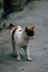 Cat standing in a street