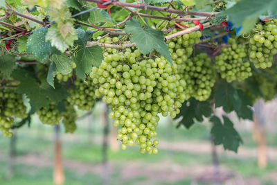 Grapes growing in vineyard