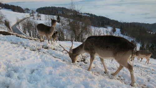 Deer standing on snow field