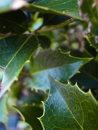 Close-up of leaves on plant