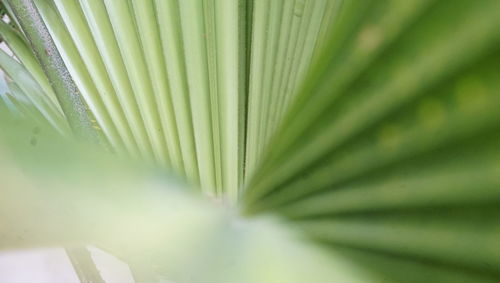 Close-up of palm leaf