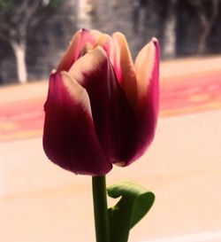 Close-up of pink rose blooming outdoors