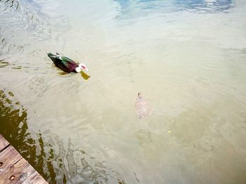 High angle view of ducks swimming in lake