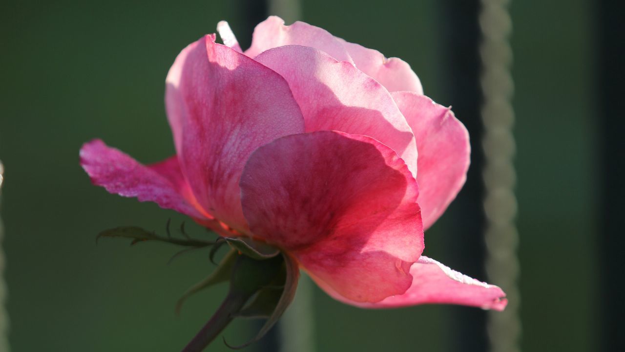 flower, petal, flower head, fragility, freshness, close-up, beauty in nature, single flower, growth, pink color, focus on foreground, blooming, nature, plant, stem, in bloom, blossom, rose - flower, selective focus, bud