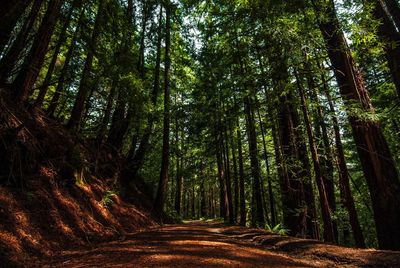 Walkway amidst trees in forest