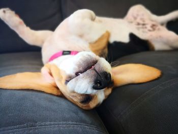 Close-up of a dog resting on sofa