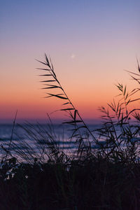 Silhouette plants against sky during sunset