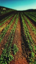 Surface level of agricultural field against sky