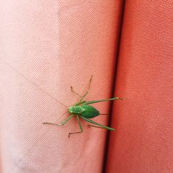 Close-up of grasshopper