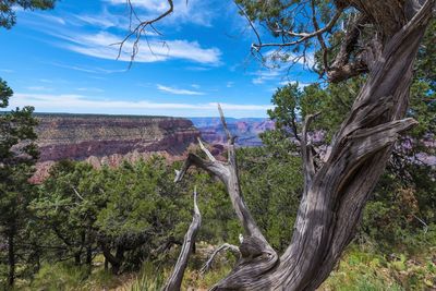 Panoramic shot of trees on landscape against sky