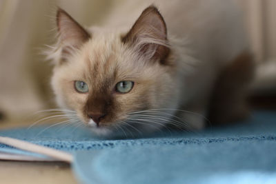 Close-up portrait of cat at home