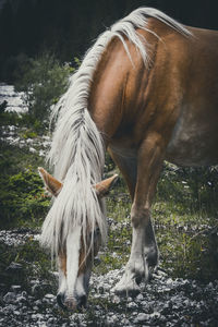 View of an animal on field