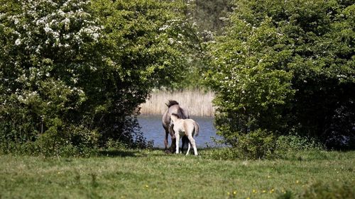 Rear view of horse and foal walking towards lake on grassy field