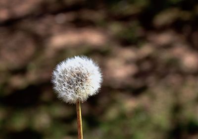 Close-up of dandelion against blurred background