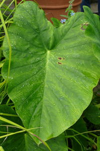 Close-up of wet plant leaves