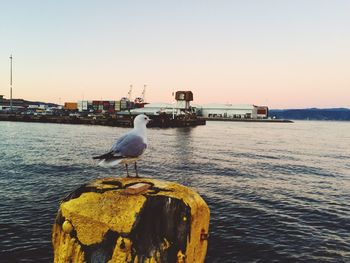 Seagull perching on sea against clear sky