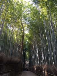 Bamboo trees in forest