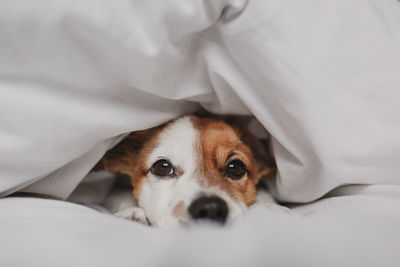 Portrait of dog lying down on bed