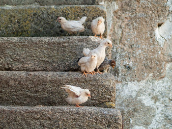 View of birds on rock