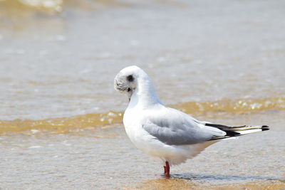 Close-up of seagull on beach