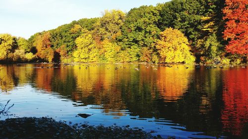 Reflection of trees in water